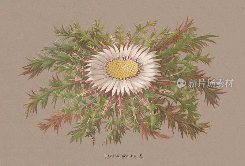 银蓟(Carlina acaulis)，刻版，1886年出版